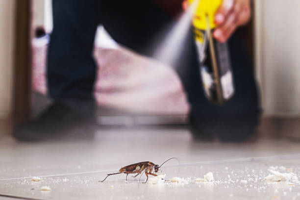 Trusted Holland, TX Pest Control Experts
